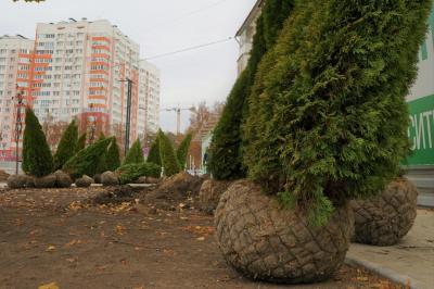 Флору площади Жукова ждёт пополнение