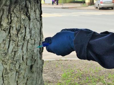 Лечение каштанов от минирующей моли продолжается