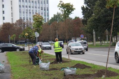 На ул. Ломоносова высаживают новые деревья