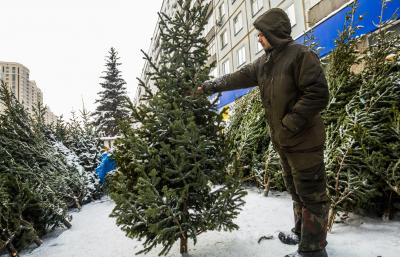 В преддверии Нового года ёлочные базары откроются по 12-ти адресам