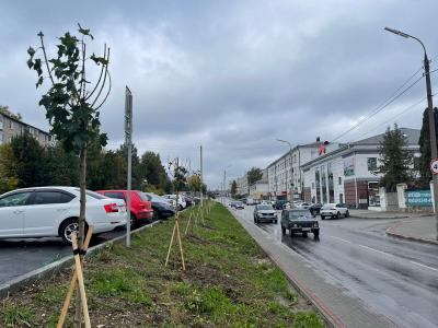 Завершено озеленение двух улиц-участниц нацпроекта «Безопасные качественные дороги» 