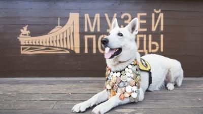 Юным художникам из Орла предлагают нарисовать «Портрет фронтовой собаки»