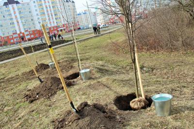 В День космонавтики в Северном районе появилась аллея лип