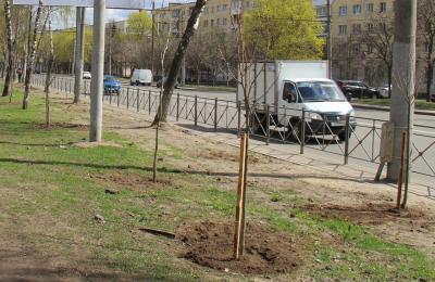 В Орле посадят 902 дерева
