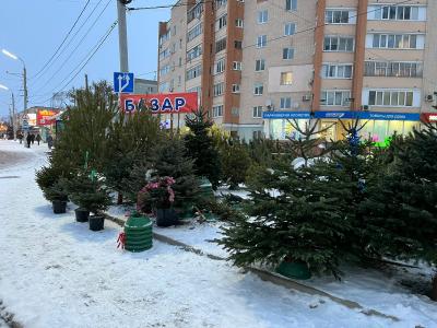В Орле заработали ёлочные базары