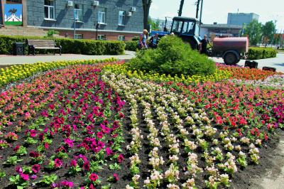 В Орле тюльпаны заменят на бегонию садовую, бархатцы и петунию 