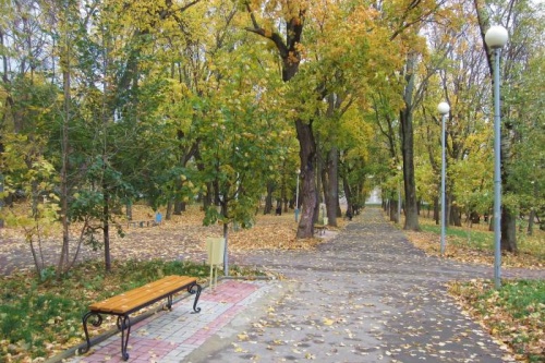 Что будет с деревьями в городском парке? Что будет с деревьями в городском парке?