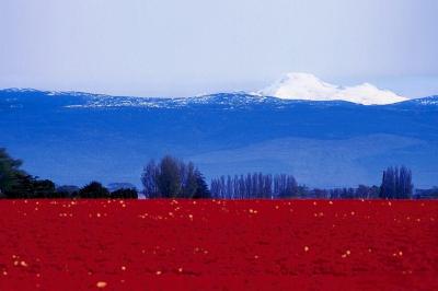 Стартует фоточеллендж «Цвета моей Родины»