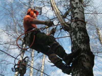 На ул. Октябрьской ведётся опиловка опасных деревьев