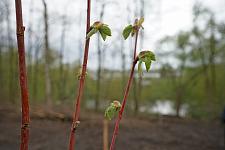 Парк Победы (18).JPG